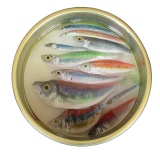 18 x 18 cm - Tins of sardines