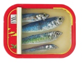 10 x 8 cm - Tins of sardines