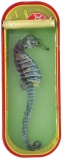 16,5 x 6,5 cm - Tins of sardines